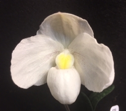 Paphiopedilum Armeni White x niveum