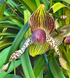 Paphiopedilum Carolines Hands (moquetteanum x rothschildianum)