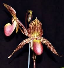 Paphiopedilum Carolines Hands (moquetteanum x rothschildianum)