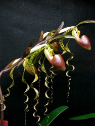 Paphiopedilum Chiu Hua Dancer