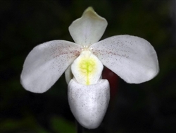 Paphiopedilum Deception (delenatii v. abla x niveum v. alba)