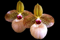 Paphiopedilum Fanaticum