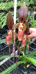 Paphiopedilum Formosa Lady (Susan Booth x sanderianum)