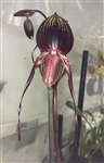 Paphiopedilum Hilo Night Hawk (Wayne Booth 'Chocolate Overlay' x anitum 'Midnight Magic'),