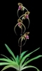 Paphiopedilum Hung Sheng Eagle (gigantifolium x rothschildianum)