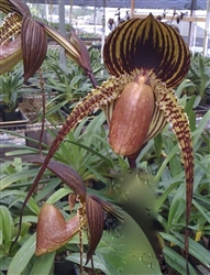 Paphiopedilum Johanna Burkhardt