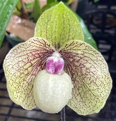 Paphiopedilum Ma Belle (bellatulum x malipoense)