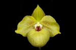 Paphiopedilum Norito Hasegawa