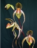 Paphiopedilum Prince Edward of York (sanderianum 'Chou Hua Red' x rothschildianum 'Chou Hua')