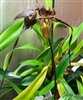 Paphiopedilum QF Ikaika