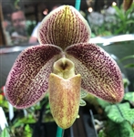 Paphiopedilum QF New Year (conco-bellatulum x violascens)