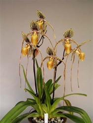 Paphiopedilum Shin-Yi Prince (Prince Edward of York x sanderianum)