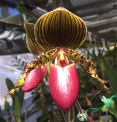 Paphiopedilum Vanguard (glaucophyllum x rothschildianum)