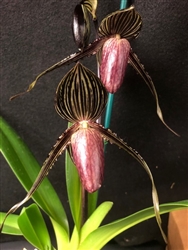 Paphiopedilum Wayne Booth x rothschildianum 'Sunlight Giant'