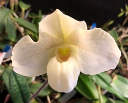 Paphiopedilum Wossner China Moon x niveum