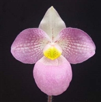 Paphiopedilum WÃ¶ssner Vietnam Love (micranthum x vietnamense)