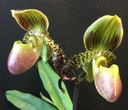 Paphiopedilum liemianum x Johanna Burkhardt