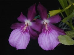 Miltonia spectabilis x Seminole