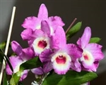 Dendrobium Country Girl