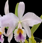 Cattleya labiata v. amethystina