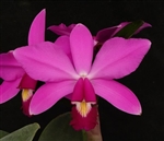 Cattleya violacea 'Lea' x â€˜Tsikuâ€™