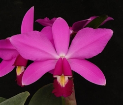 Cattleya violacea 'Lea' x â€˜Tsikuâ€™