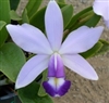 Cattleya violacea v. coerulea