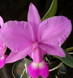 Cattleya walkeriana