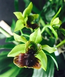 Dendrobium convolutum