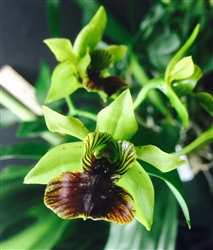 Dendrobium convolutum