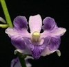 Phalaenopsis pulcherrima v. coerulea