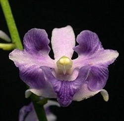 Phalaenopsis pulcherrima v. coerulea