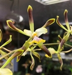 Encyclia alata