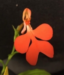 Habenaria rhodocheila orange