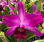 Laelia purpurata v. flammea species