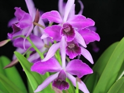 Laelia purpurata v. flammea species