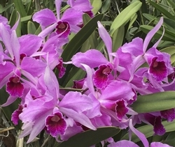 Laelia purpurata var. rubra