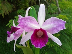 Laelia purpurata v. striata