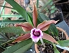 Laelia tenebrosa