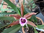 Laelia tenebrosa