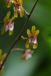 Oeceoclades roseo-variegata desert orchid