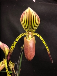 Paphiopedilum Houghtoniae