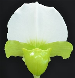 Paphiopedilum charlesworthii v. alba