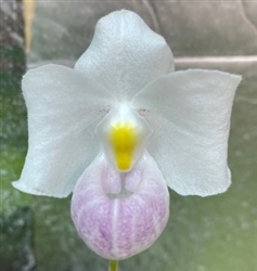 Paphiopedilum delenatii v. semi-alba