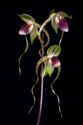 Paphiopedilum gigantifolium x Lady Isabel