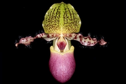 Paphiopedilum glaucophyllum