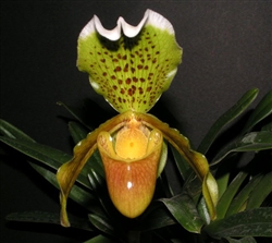 Paphiopedilum insigne