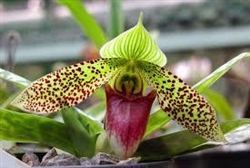 Paphiopedilum sukhakulii