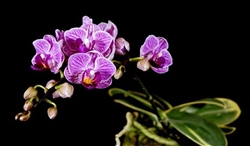 Phalaenopsis Sogo Vivien