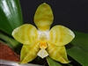 Phalaenopsis amboinensis v. flava species